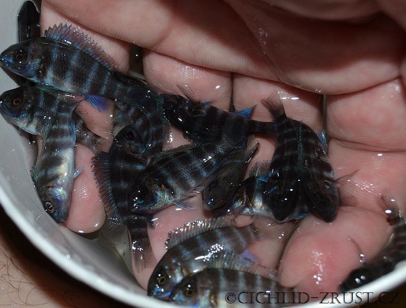 Cyphotilapia frontosa 'Kigoma'